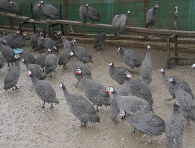 BIROL AYYıLDıZ - Yozgat`ta Kenesavar Beç Tavuğu Üretiliyor