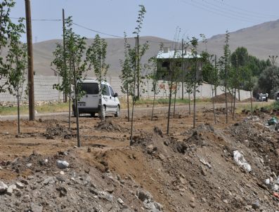 Çöplük Alan Ağaçlandırdı