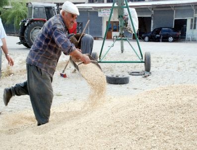 MEHMET ALI BULUT - Hasat Bitti Verimlilik Yanıltmadı