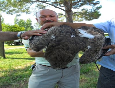 SAKLıKENT - Kanadı Kırılan Şahini Ormancılar Kurtardı