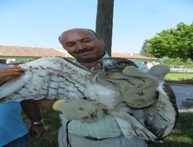 Ormancıların Bulup İyileştirdiği Yaralı Şahin Doğaya Bırakıldı