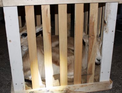 ÇEVRE VE ORMAN İL MÜDÜRLÜĞÜ - Polis Bu Kez İki Yavru Yaban Ceylanı Yakaladı