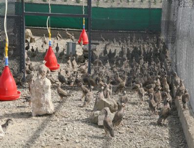 3 Bin 500 Keklik Doğaya Salındı