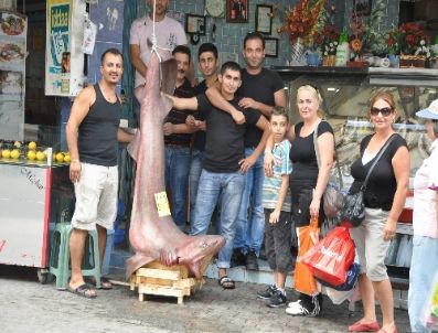 Çeşme Açıklarında Köpek Balığı Yakalandı
