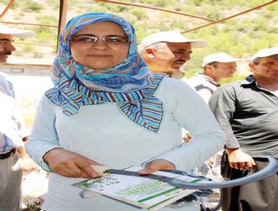 Kekik ve Adaçayında Hasat Kaybı Azalıyor