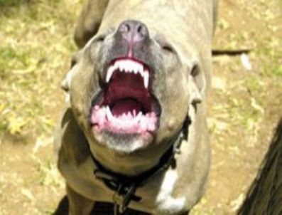 Pitbull hamile sahibini parçaladı