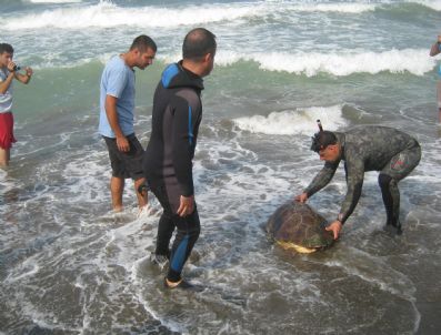 MITHAT NEHIR - Tedavi Edilen Carettalar Sahile Bırakıldı