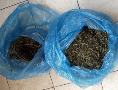 Toprağa Gömülen Esrarı Jandarma Köpeği Buldu