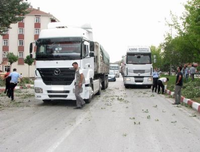 Yozgat`ta Şiddetli Rüzgar Ağaçları Devirdi