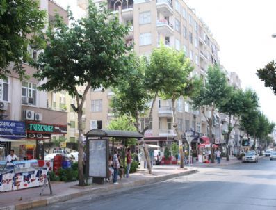 Büyükşehir Belediyesi’nce 6 Ay Önce Budanan Çınar Ağaçları Yeşerdi