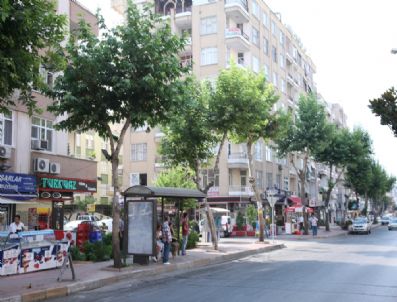 Büyükşehir Belediyesi’nce 6 Ay Önce Budanan Çınar Ağaçları Yeşerdi