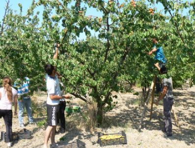 Çomü Dardanos Araştırma Bahçelerinde Genetik Zenginlik