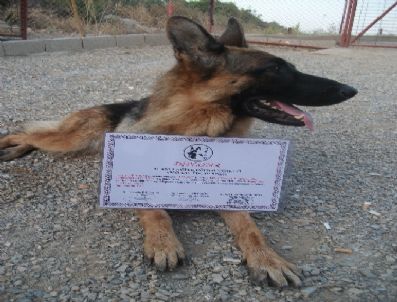 Eğitimlerini Tamamlayan Köpekler Törenle Diploma Aldı (özel)