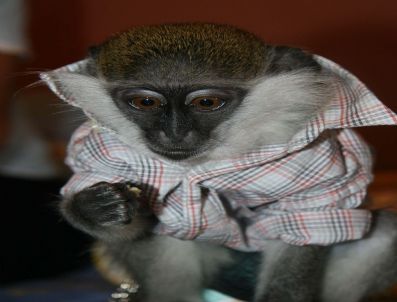 ERKAN CAN - En Yakın Arkadaşı Maymun `çıtır`