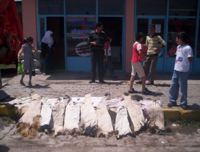 Güneş Altında Kurutulan Deriler Kötü Koku Yayıyor