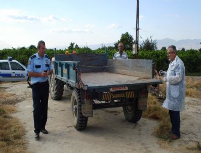 Hırsızlar, Üzüm Örtüsünü Çaldılar