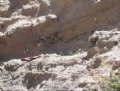 Nevşehir`de 10-12 Milyon Yıl Öncesine Ait Fosiller Bulundu