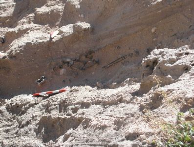 ALPAGUT - Nevşehir`de 10-12 Milyon Yıl Öncesine Ait Fosiller Bulundu