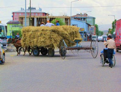 Selim’de Arazideki Otlar Taşınıyor