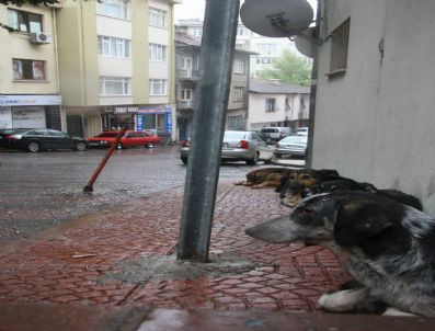 Yağmurdan Kaçan Köpekler Tek Sıra Saçak Altına Sığındı