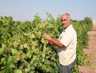 Çiftçi Kuruluşları Üreticileri Erken Hasat Konusunda Uyardı