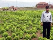 Eskişehir`de Satılamayan Sebzeler Hayvanlara Yem Oldu