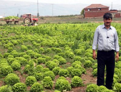 Eskişehir`de Satılamayan Sebzeler Hayvanlara Yem Oldu