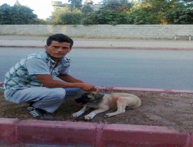 Kakasına Pet Bidon Geçen Köpek Kurtarıldı