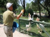Pelikanların Yemek Menüsü Kıskandırıyor