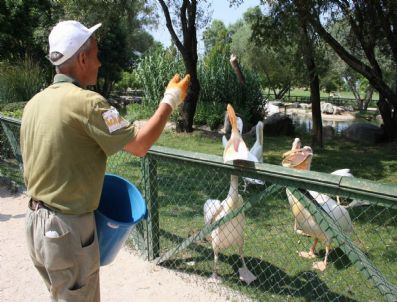 Pelikanların Yemek Menüsü Kıskandırıyor
