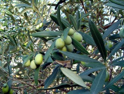 Yağmur Çiftçiye Yaradı