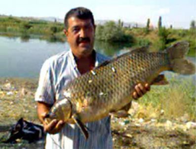 Amatör Balıkçının Oltasına Dev Sazan Balığı Takıldı