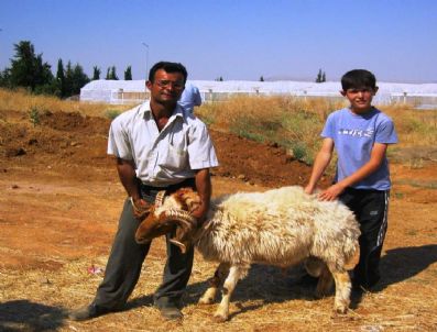 AKKENT - Çal`da Gebe Düve ve Koyun Dağıtımı