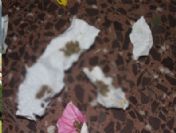 Esrar satıcısının 5. kattaki zor anları