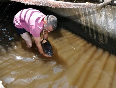 (özel Haber) Evladı Gibi Baktığı Balığını Doğal Ortamına Bıraktı