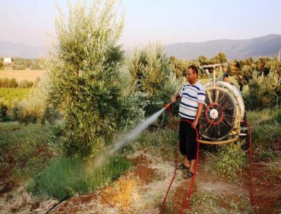 Zeytin Ağaçlarını Suni Yağmurlamayla Koruyor