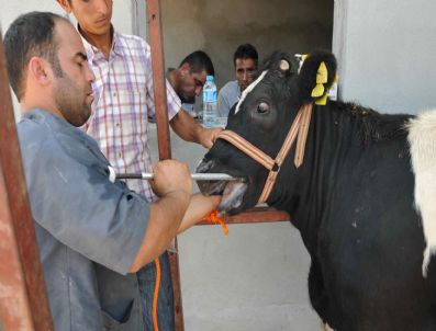 50 Aileye 200 Düve Dağıtıldı