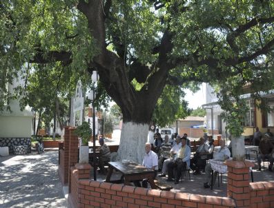 Asırlık Meşe Ağacına Büyük İlgi