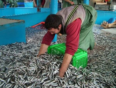 İĞNEADA - Balıkçılar 1 Eylül'de açılacak yeni sezondan umutlu