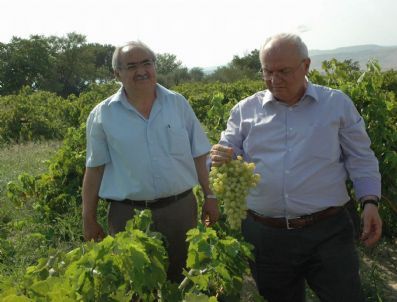 Denizli`de Sofralık Çekirdeksiz Üzüm Hasadına Başlandı