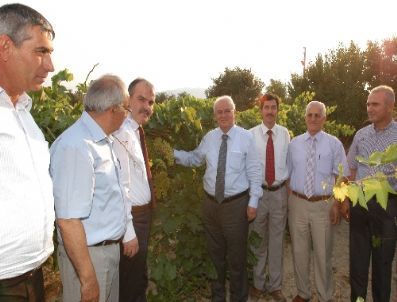 Denizli’de Sultani Çekirdeksiz Üzüm Hasadı Başladı