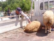Koyunlarını Çalan Hırsızları Affetti