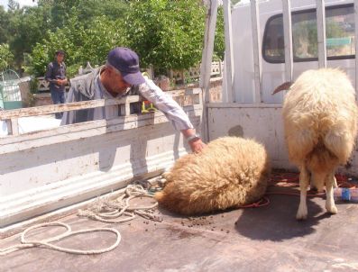 Koyunlarını Çalan Hırsızları Affetti