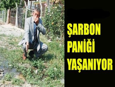 Şarbon paniği Ayaş'ı karantinaya aldırttı