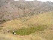 Sungurlu`da 16 Bin 225 Kök Kenevir Ele Geçirildi