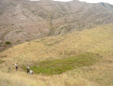 Sungurlu`da 16 Bin 225 Kök Kenevir Ele Geçirildi