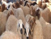 Suriye Sınırında Canlı Hayvan Yakalandı