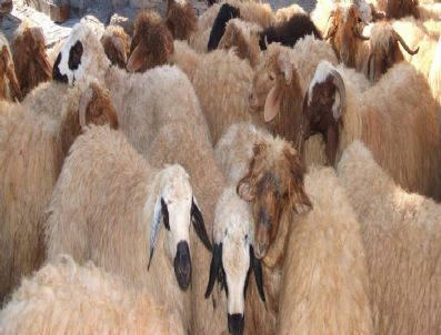 Suriye Sınırında Canlı Hayvan Yakalandı