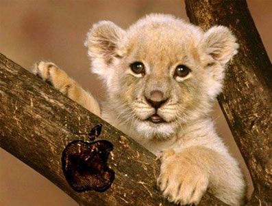 Apple Lion 10.7.1 kullanıcıların hizmetine sundu