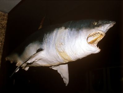 Rusya`da Köpekbalığı Turistin Kollarını Kopardı